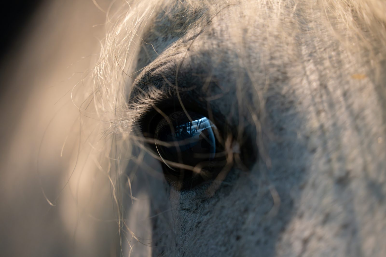 Close-up of a horse's eye