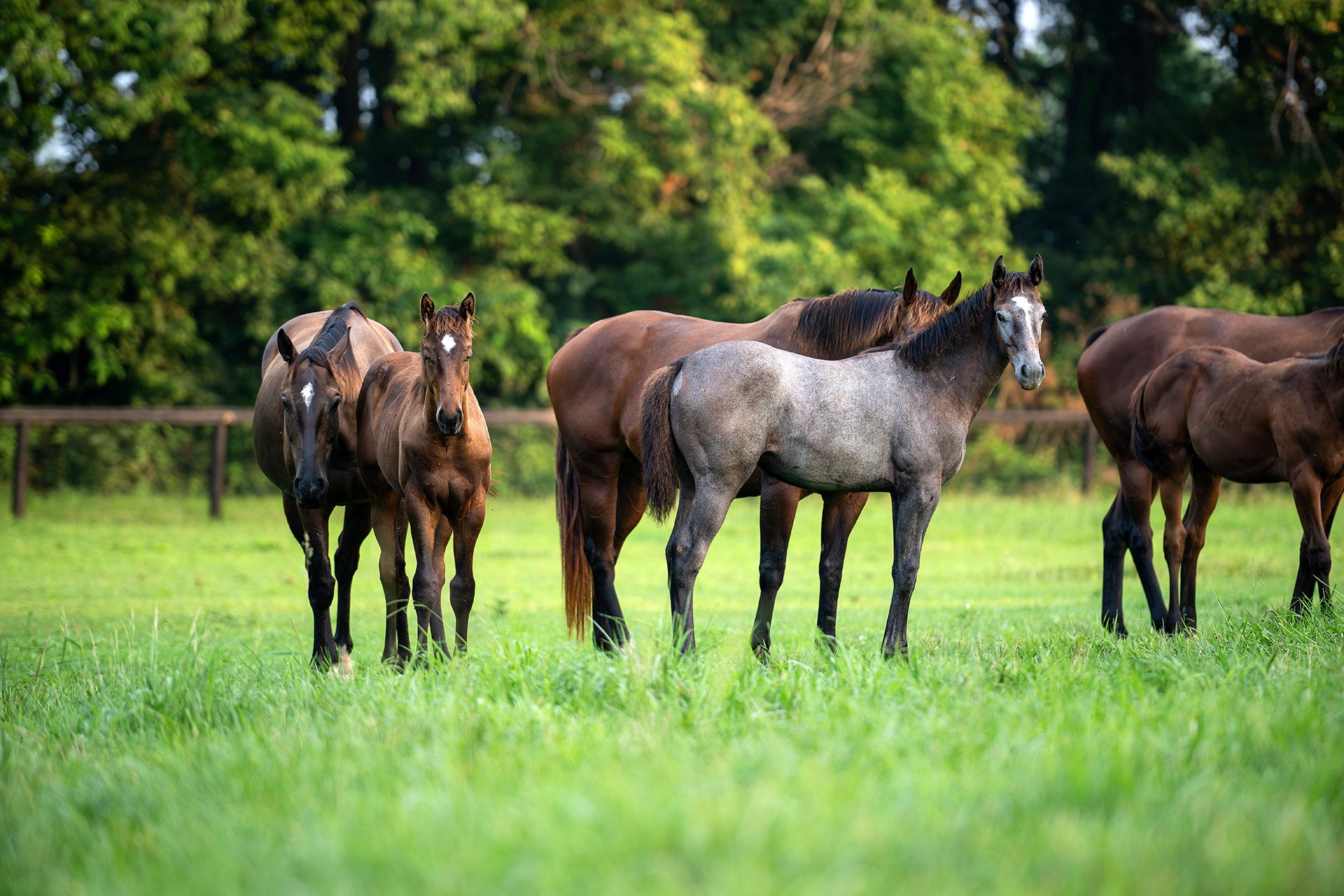 Broodmares and foals standing together in a bluegrass paddock