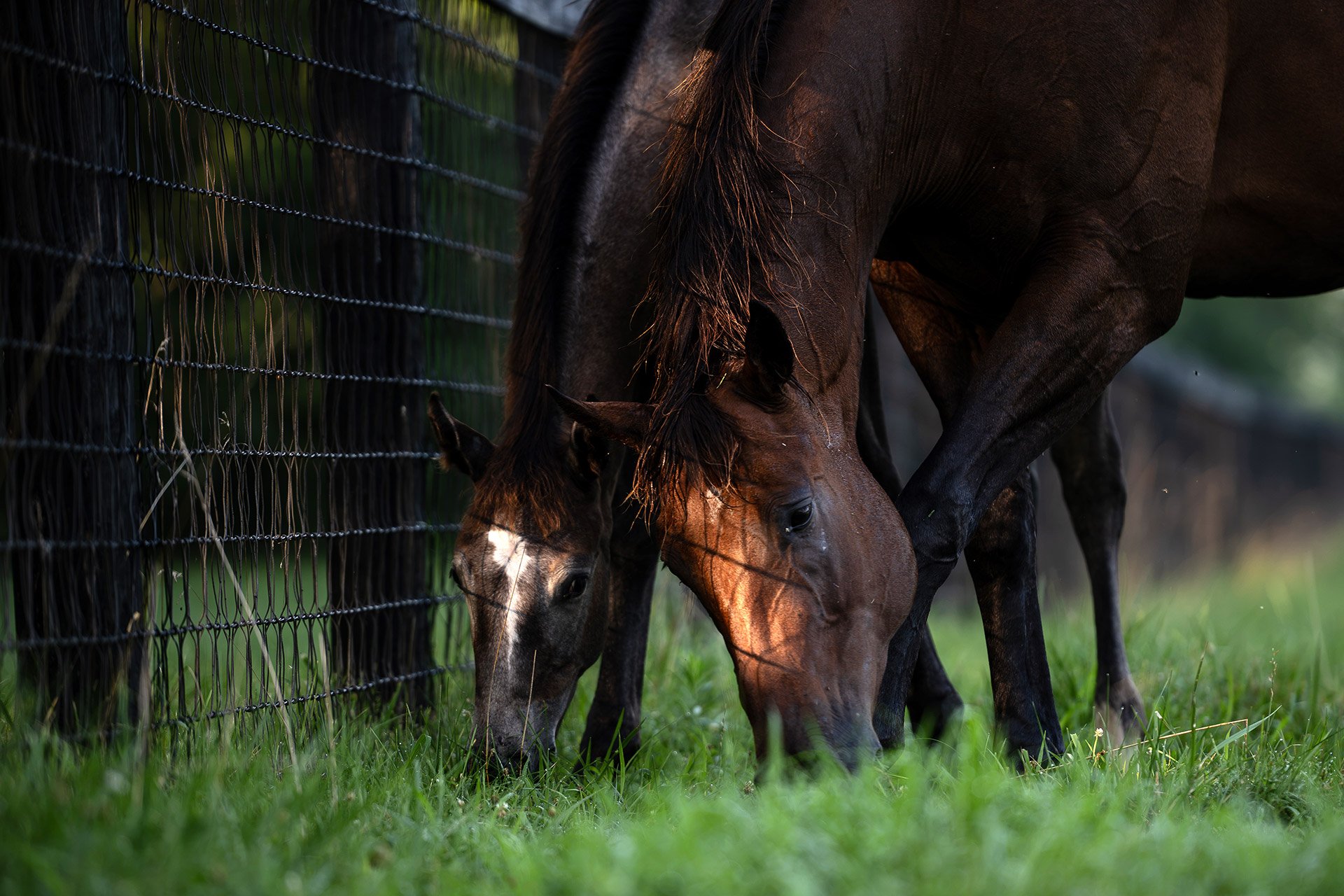 A broodmare and foal grazing together along the paddock fence at golden hour