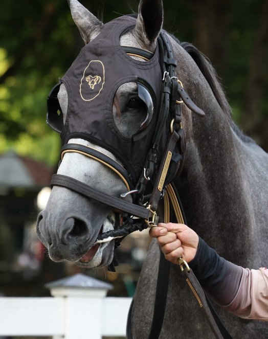 Bull Shoals, a gray Thoroughbred in a hood and bridle held by a groom