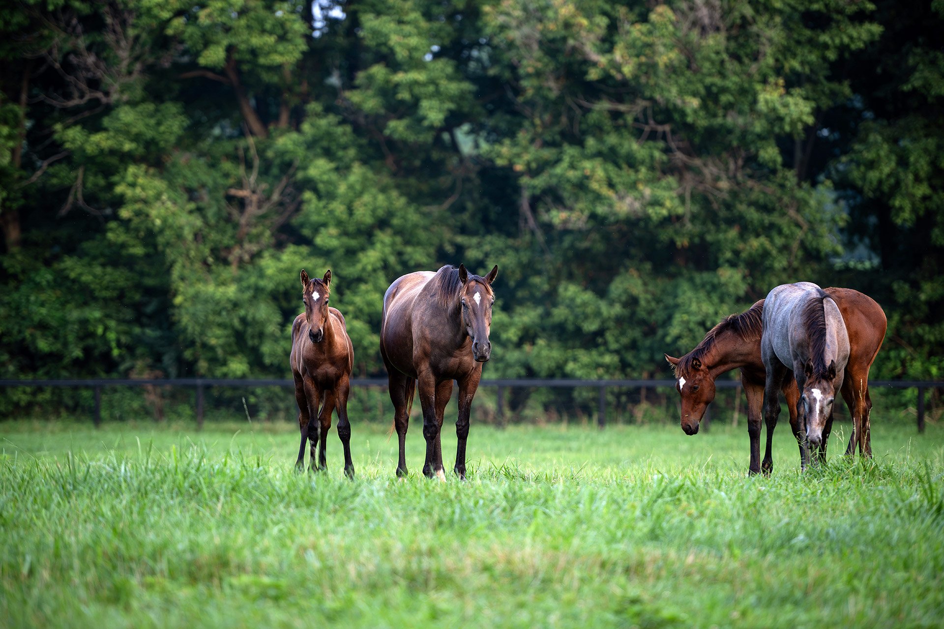 A broodmare with foals grazing in a bluegrass paddock