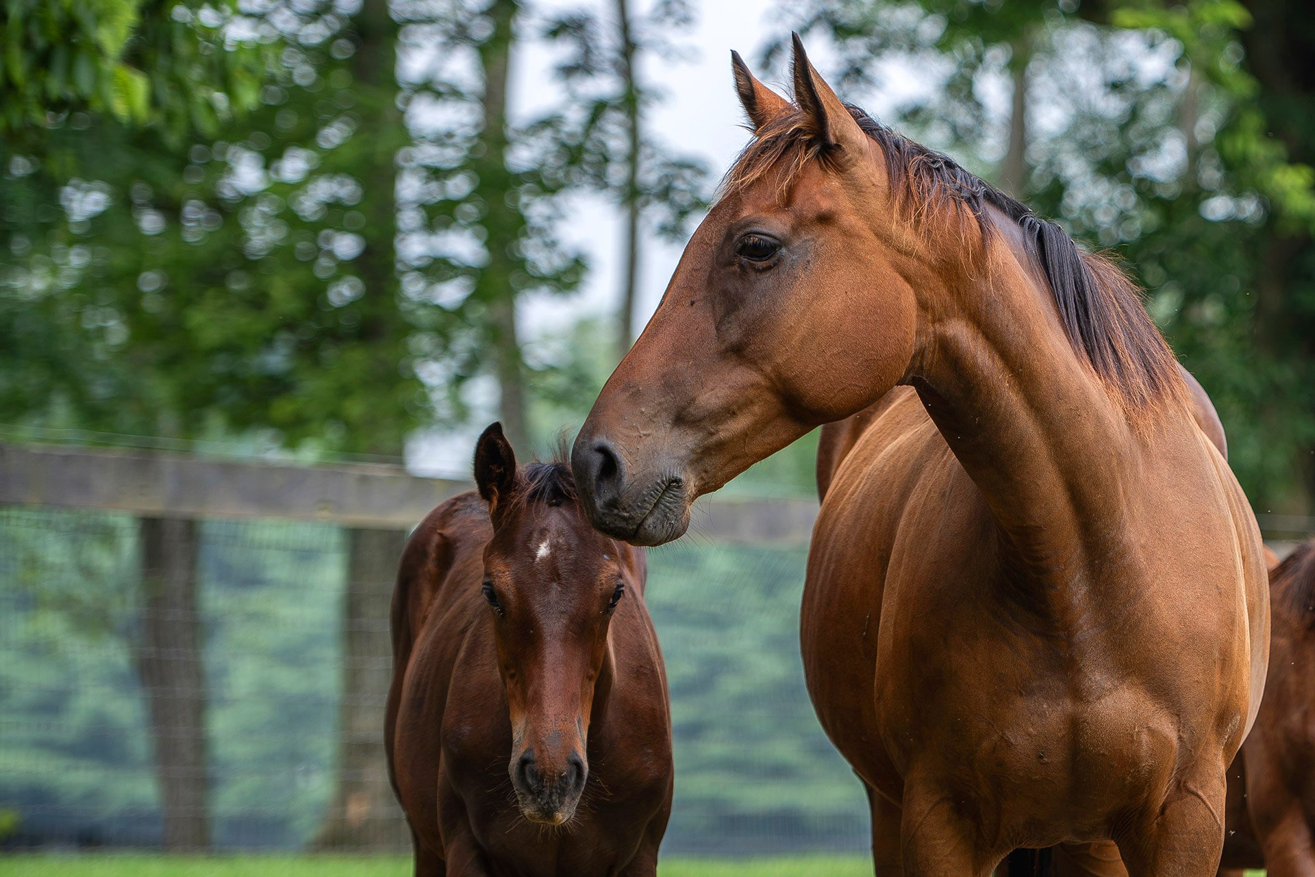 A broodmare nuzzling her foal in a paddock, soft light