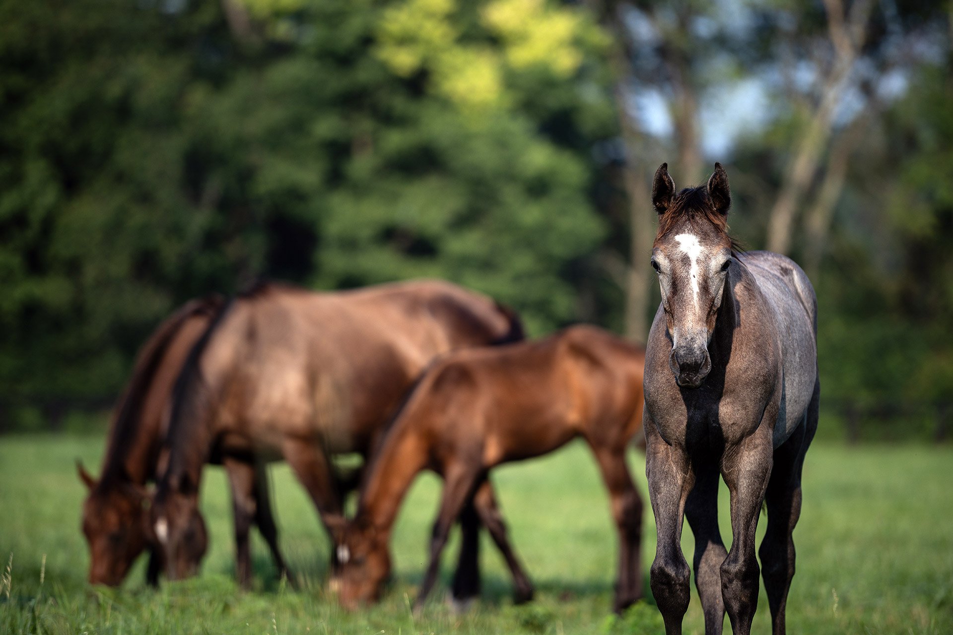 A gray foal facing the camera as broodmares graze behind in a bluegrass paddock