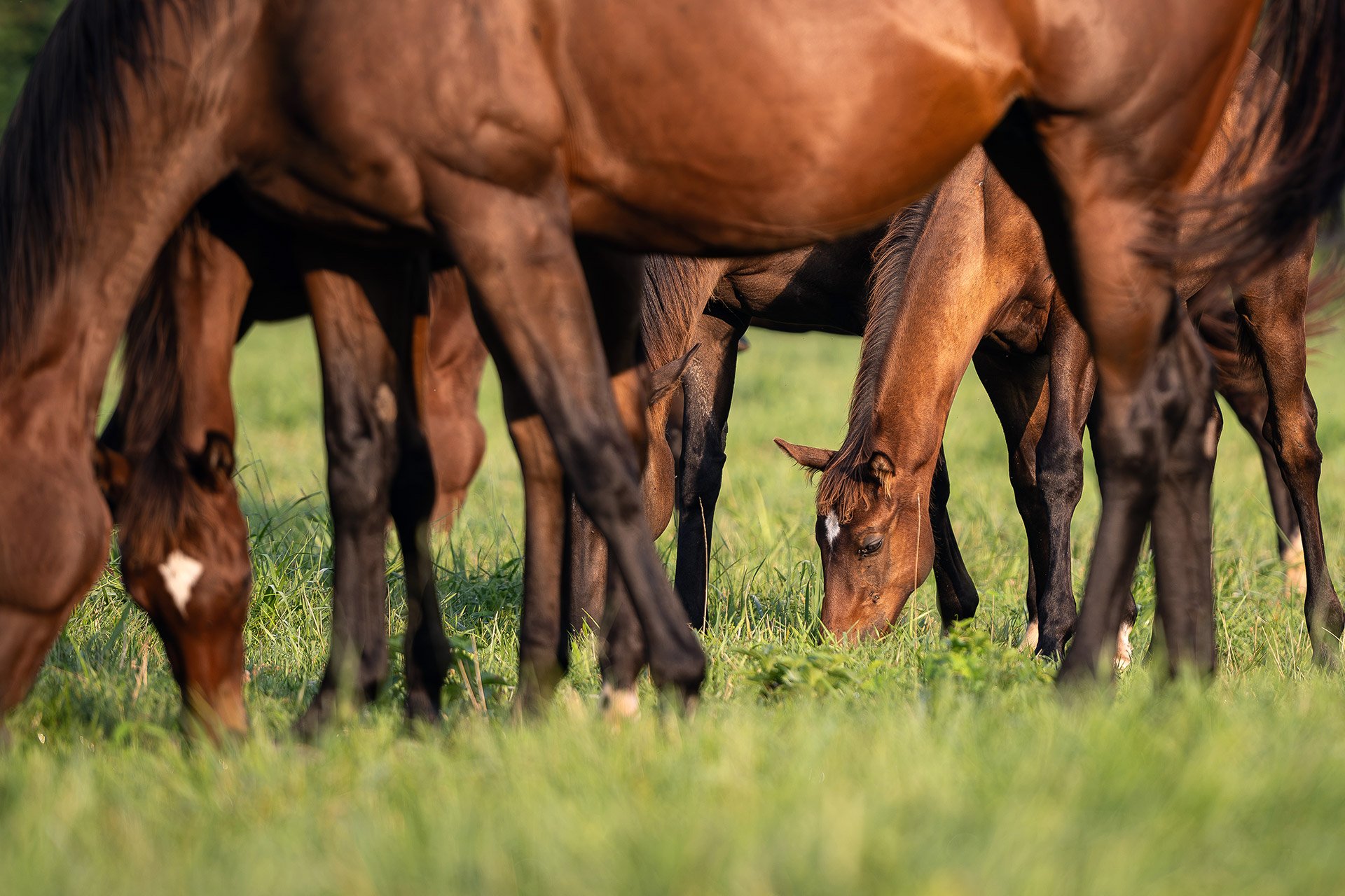 A band of broodmares and foals grazing on bluegrass pasture at golden hour
