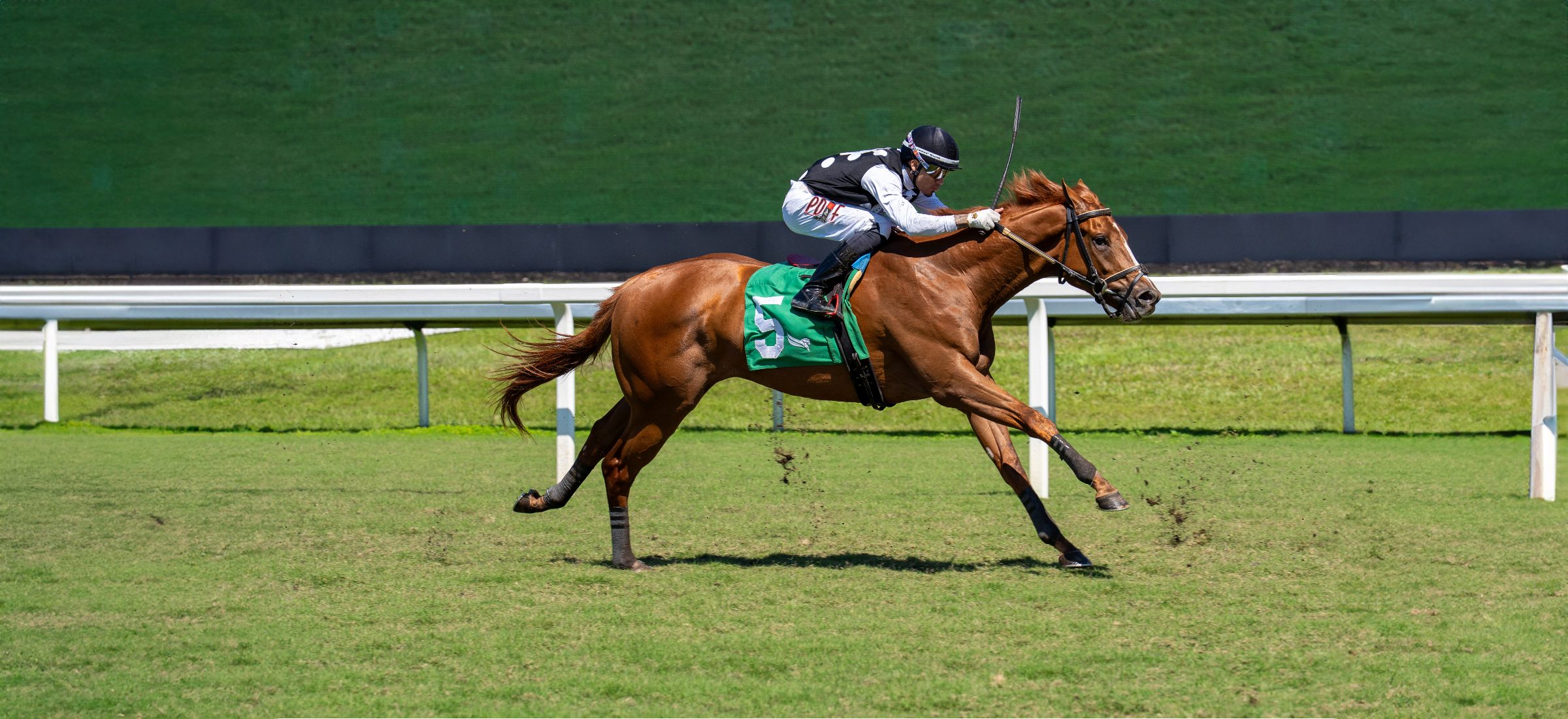 A chestnut Thoroughbred drawing clear on the turf course