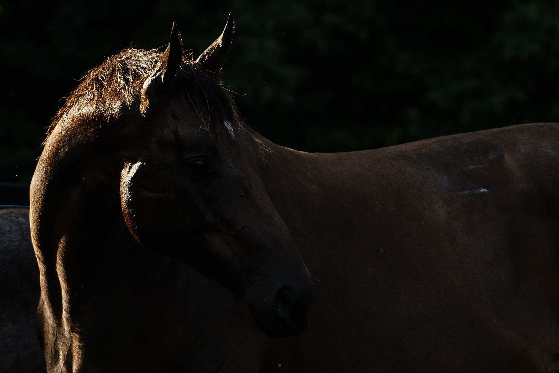 A Thoroughbred rim-lit against a dark background