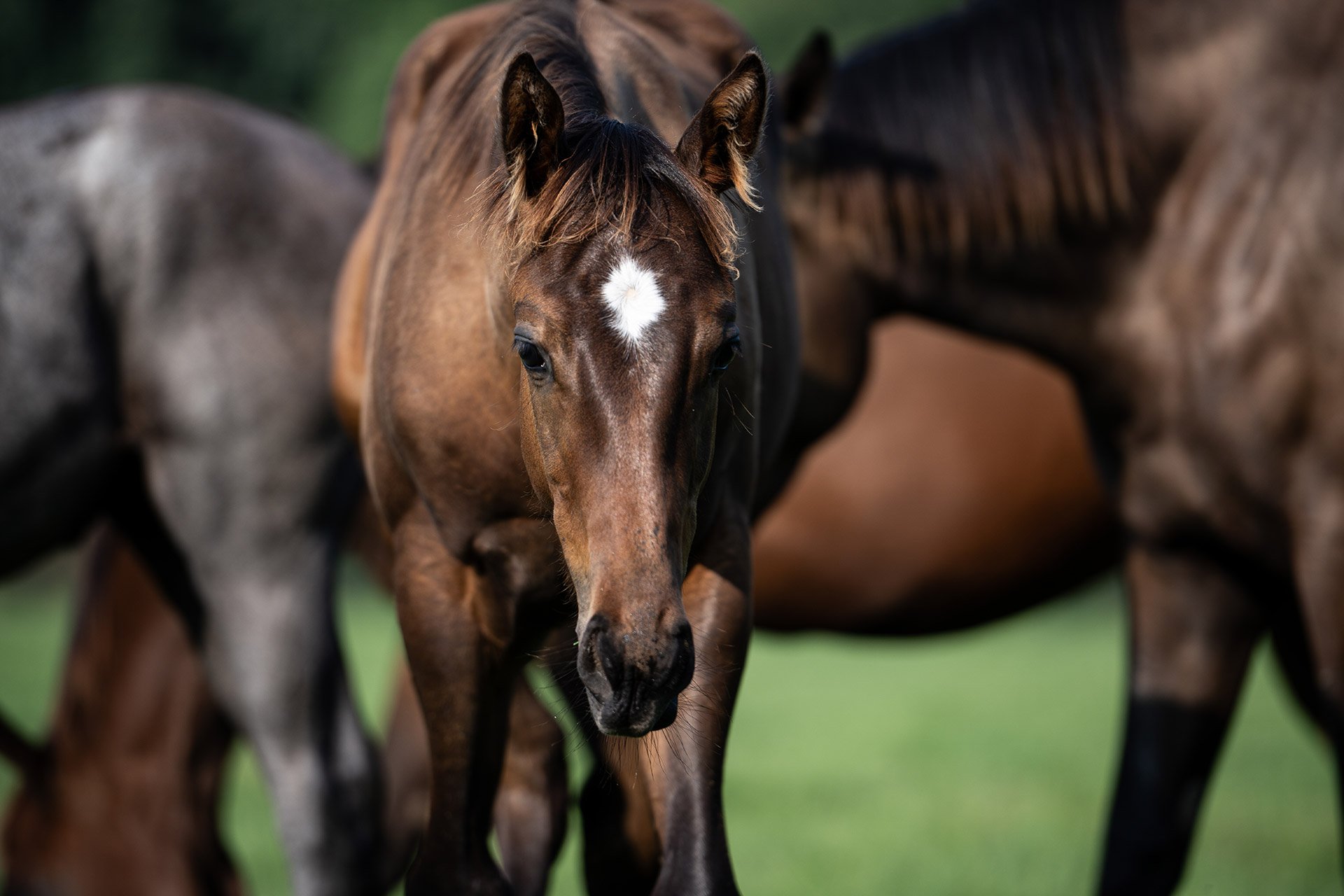 A young Thoroughbred looking to camera among the band in a bluegrass paddock